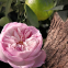 Eau de parfum 'Rose Naturelle Intense' - 50 ml