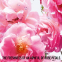 Eau de toilette 'Miss Dior Rose N'Roses' - 50 ml