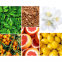 'Lemon Verbena, Mimosa-Poire & Rose Pivoine' Duftkerzen-Set - 60 g, 3 Stücke