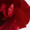 'Nº 1 Red Camellia Revitalizing' Face Serum - 30 ml