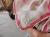 Emilio Pucci Pink and cream silk foulard