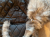 Saks Fifth Avenue Fantastic rabbit fur trapper hat!  