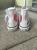 Converse Sneakers