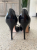 Gianvito Rossi Talons