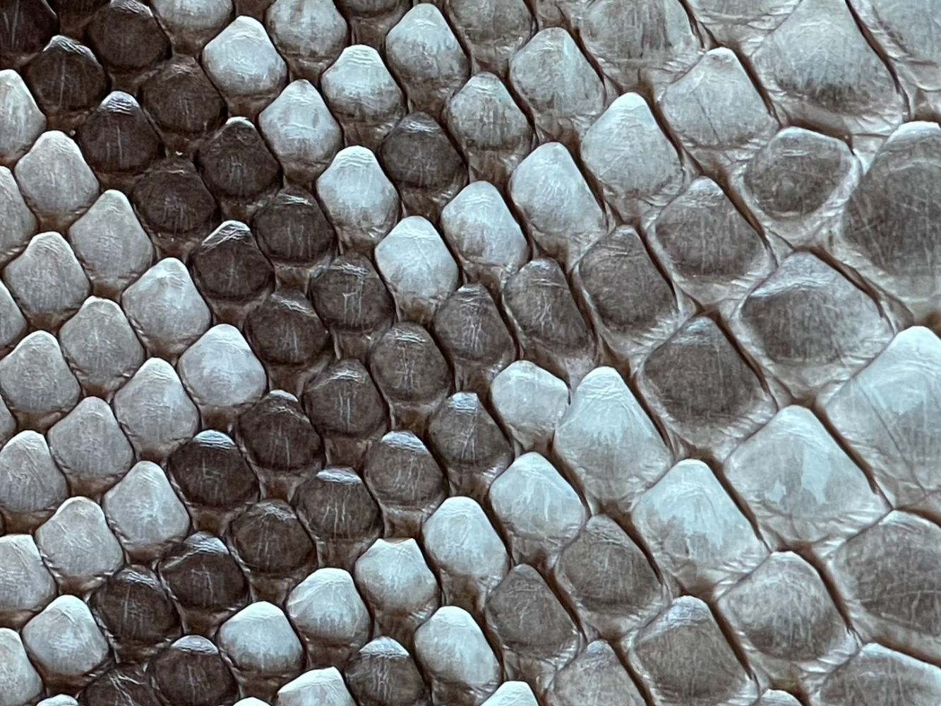 de nicola Gorgeous grey-blue genuine python belt