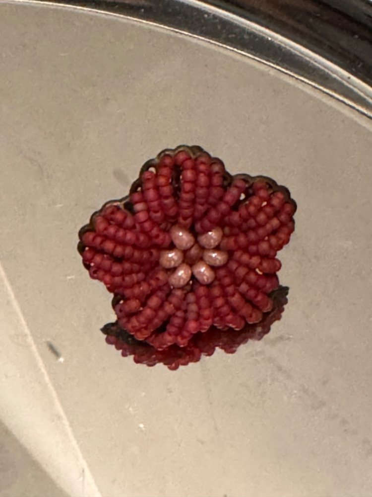 Furla Bague en laiton avec perles rouges et fleurs, réglable avec boîte d'origine