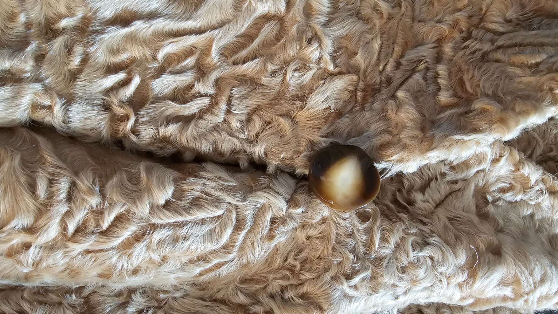 Baltzer Genève Astrachan