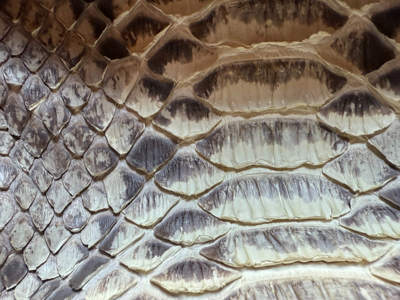 Amanda Wakeley Belle pochette, rare et polyvalente