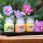 'Sunny Garden' Scented Candle Set - 85 g, 3 Pieces