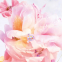 'Miss Dior Blooming Bouquet' Eau De Toilette - 100 ml