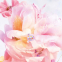 'Miss Dior Blooming Bouquet' Eau de toilette - 150 ml