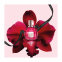 'Flowerbomb Ruby Orchid' Eau de parfum - 30 ml