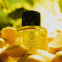 Eau de parfum 'Path of Lemons' - 100 ml