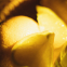 Eau de parfum 'Path of Lemons' - 100 ml