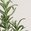 Barre de massage 'Face And Body Herbarium Nourishing' - 50 g