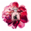 'La Petite Robe Noire Nectar' Eau de parfum - 50 ml