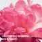 'Miss Dior Absolutely Blooming' Eau de parfum - 50 ml