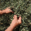 'Bio Olive Oil Nourishing' Handcreme - 75 ml