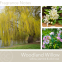 Bougie parfumée 'Woodland Willow' - 311 g