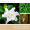 'White Gardenia' Scented Candle - 566 g