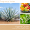 'Agave Citron' Scented Candle - 566 g