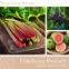 'Elderberry Rhubarb' Duftende Kerze - 566 g