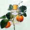 Eau de parfum 'Infusion de Mandarine' - 100 ml