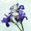Eau de parfum 'Infusion d'Iris' - 200 ml