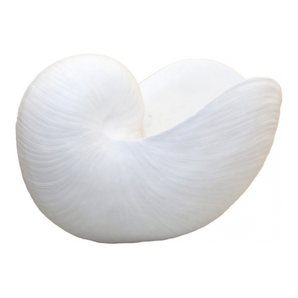 Decorative White Seashell 28 x 15 x 17cm
