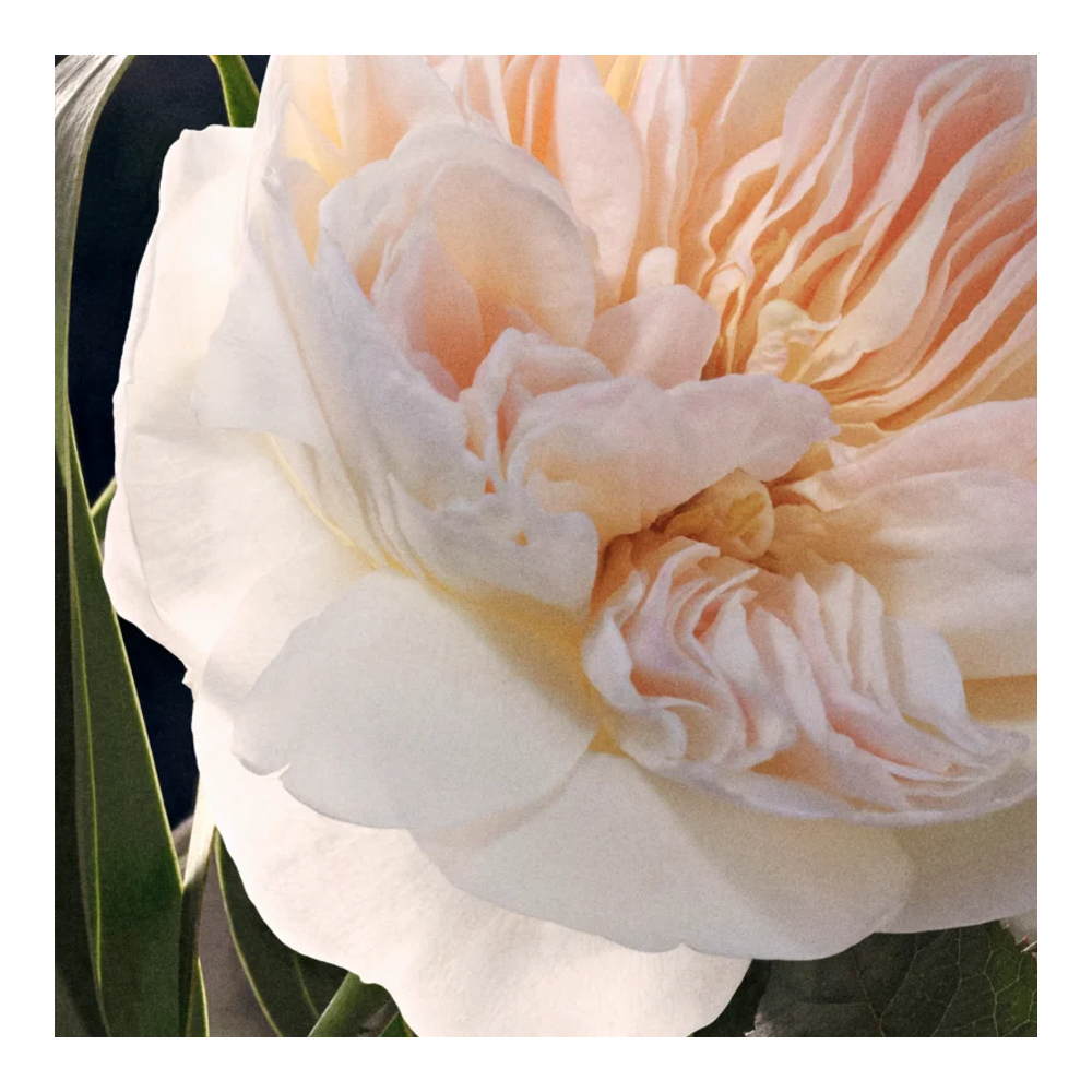 'Signature' Eau de Parfum - Refillable - 100 ml