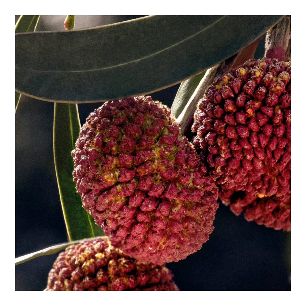 'Signature' Eau de Parfum - Refillable - 100 ml