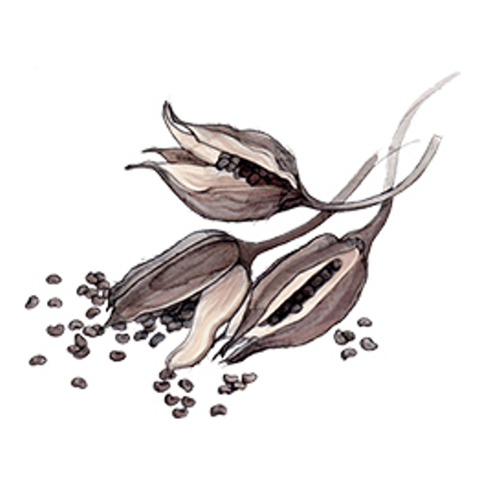 Eau de Cologne 'Wood Sage & Sea Salt' - 50 ml