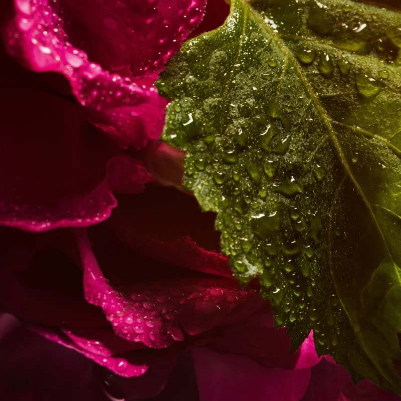 Eau de parfum 'La Petite Robe Noire Absolue' - 50 ml