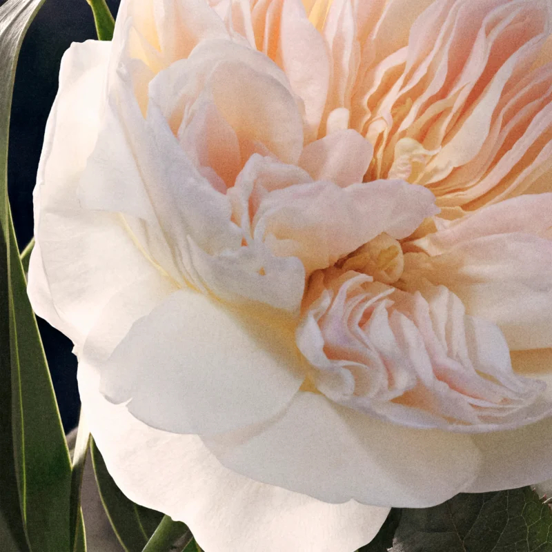 Eau de Parfum - Rechargeable 'Signature' - 75 ml