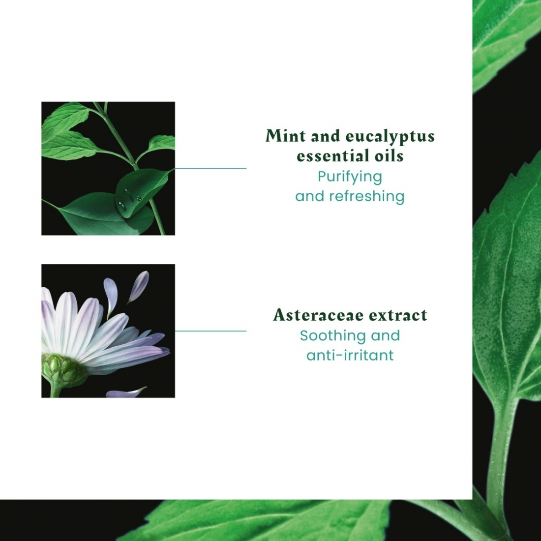 'Astera Fresh Rituel Apaisant Fraîcheur' Hair Serum - 75 ml