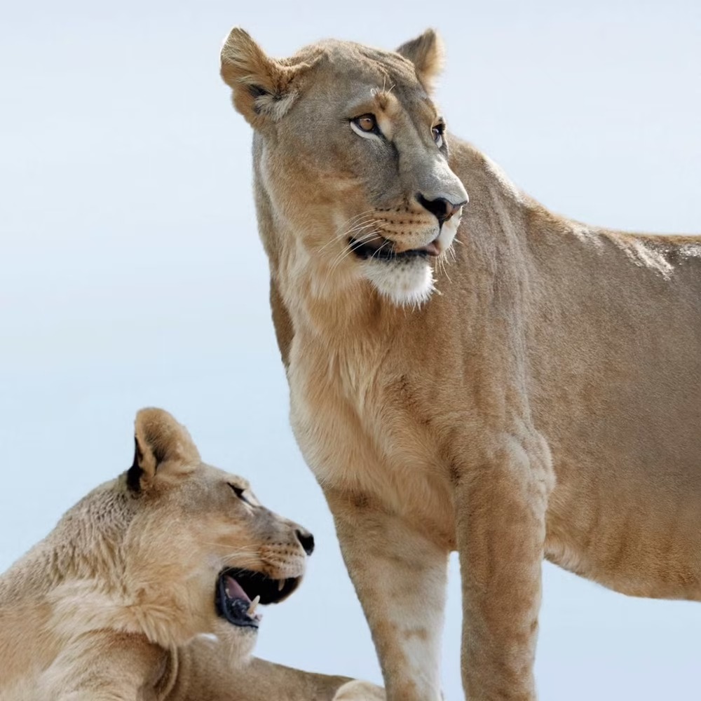 Eau de Parfum - Rechargeable 'Goddess' - 50 ml