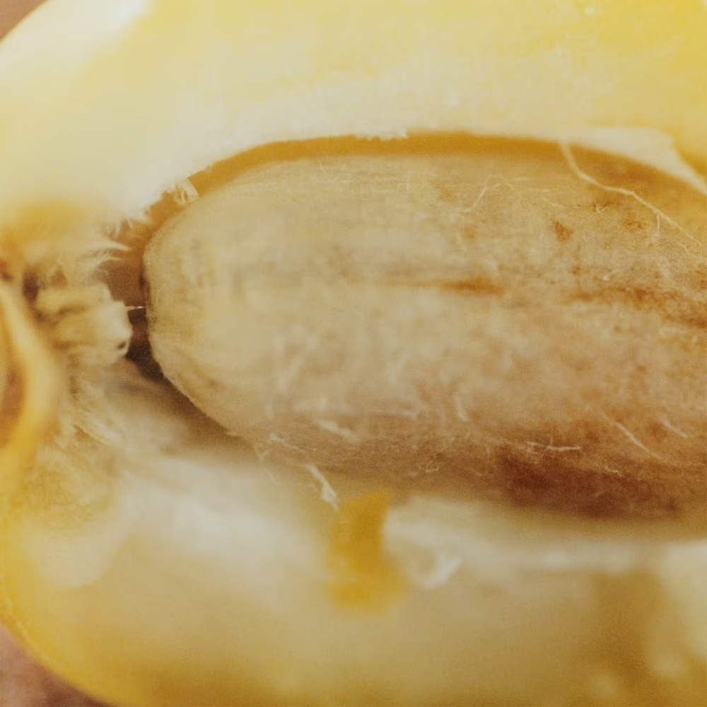 Eau de parfum 'Nomade Jasmine Naturelle Intense' - 30 ml