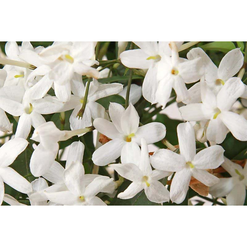 'Sexy Amber' Eau De Parfum - 100 ml