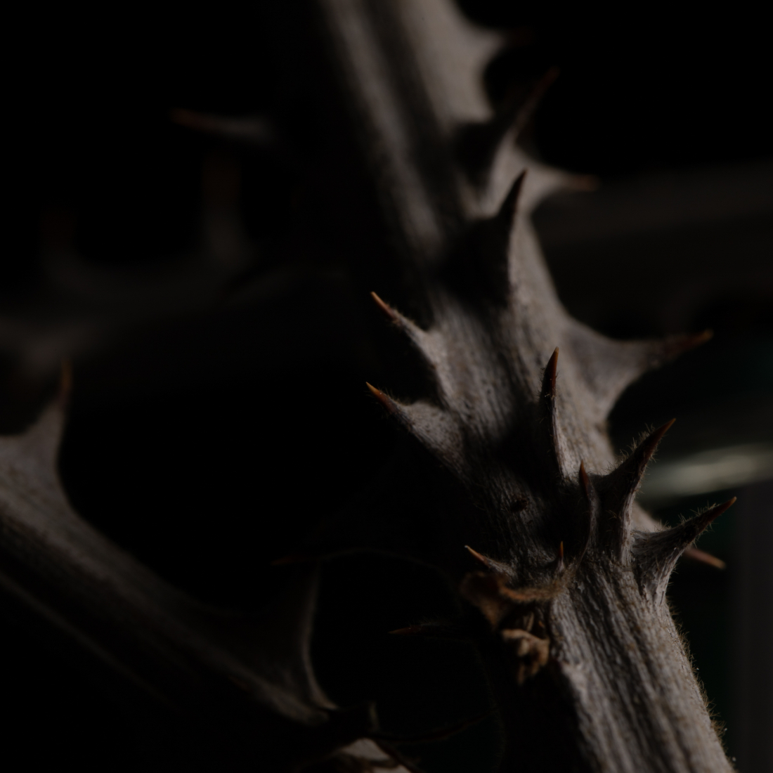 Eau de parfum 'Rose Taif' - 100 ml