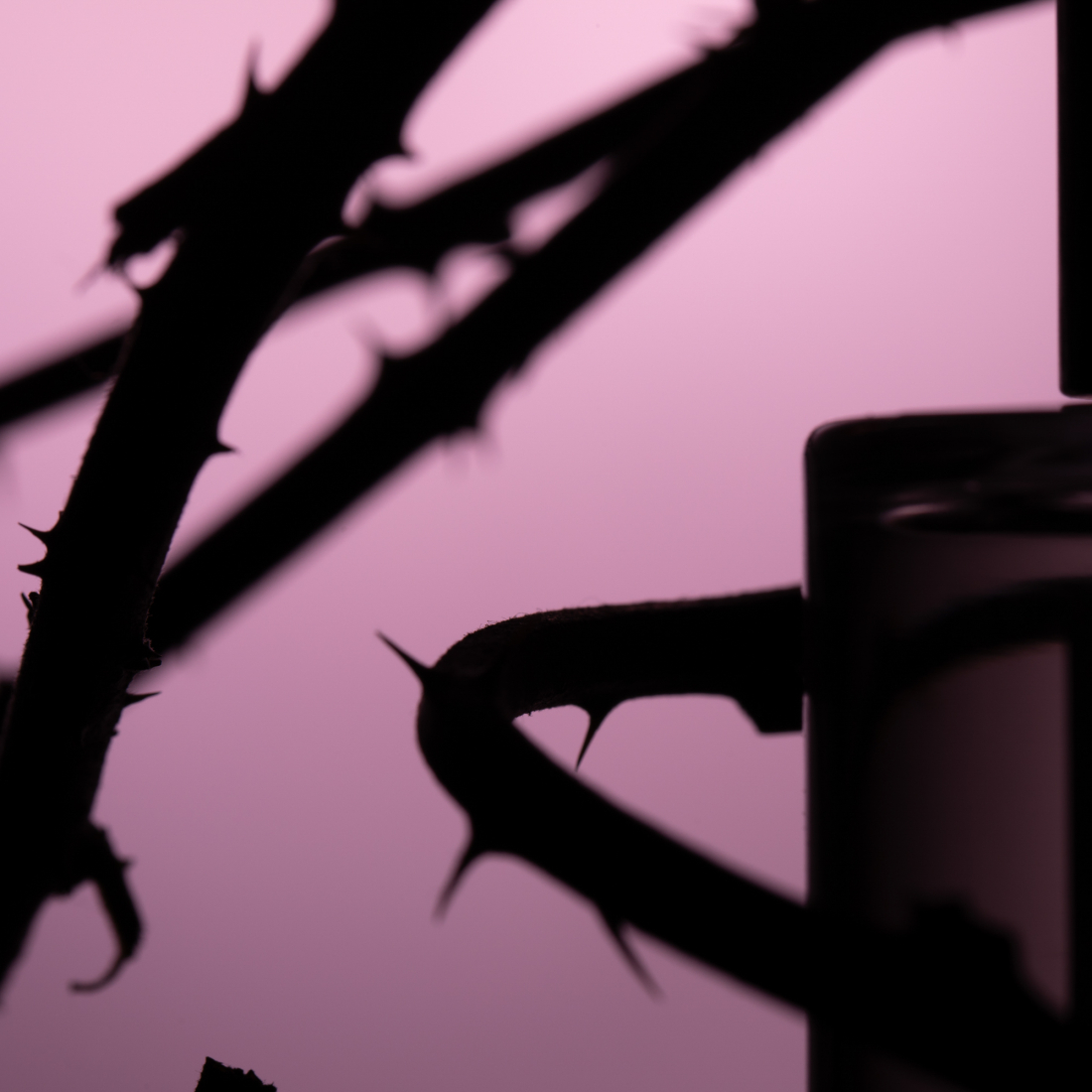 Eau de parfum 'Rose Taif' - 100 ml