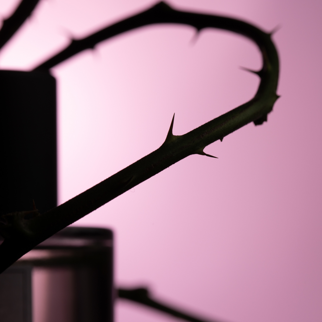 Eau de parfum 'Rose Taif' - 100 ml