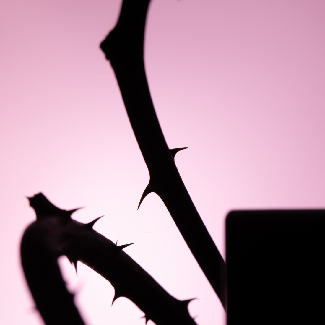 Eau de parfum 'Rose Taif' - 100 ml