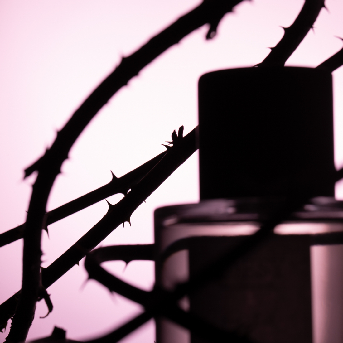 Eau de parfum 'Rose Taif' - 100 ml