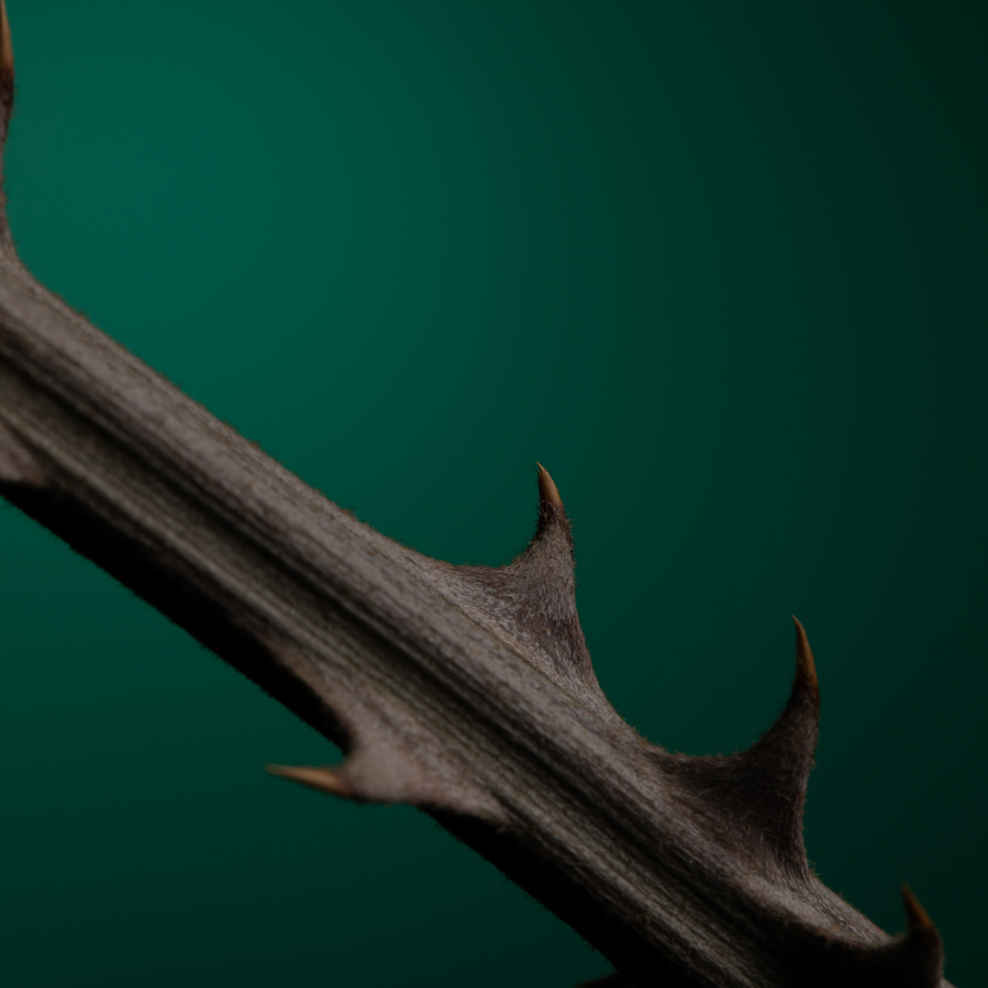 Eau de parfum 'Rose Taif' - 100 ml