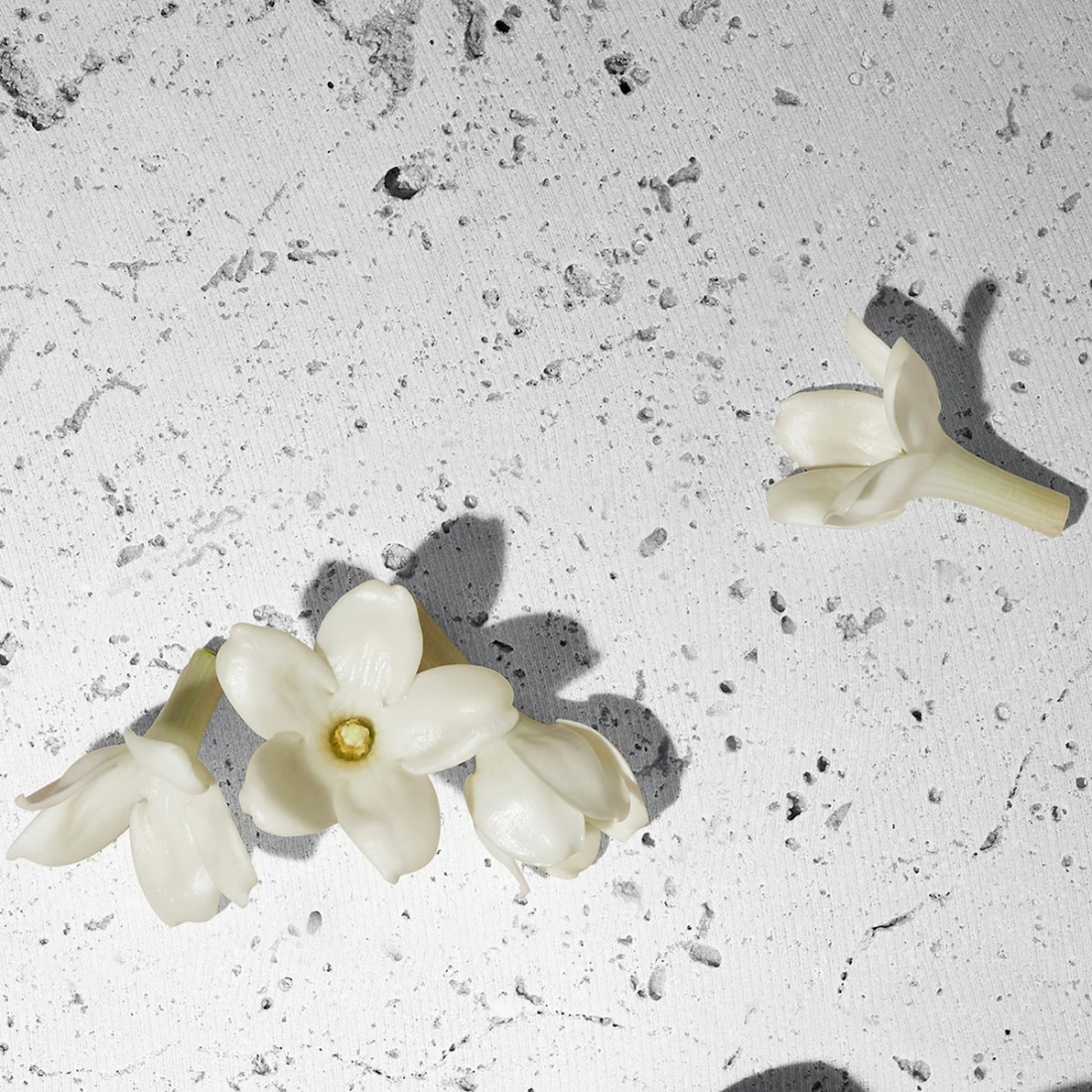 Eau de parfum 'This Is Her! Zadig Dream' - 50 ml