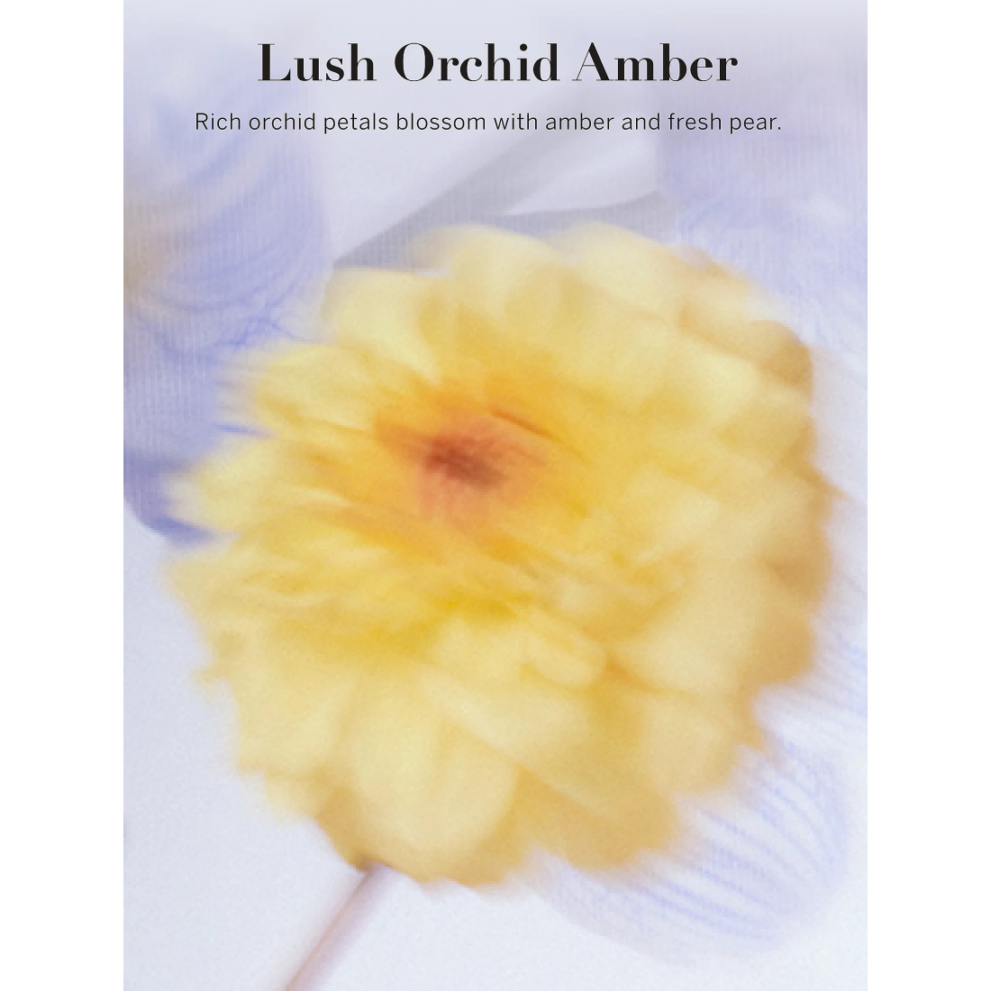 'Lush Orchid Amber' Body Mist - 250 ml
