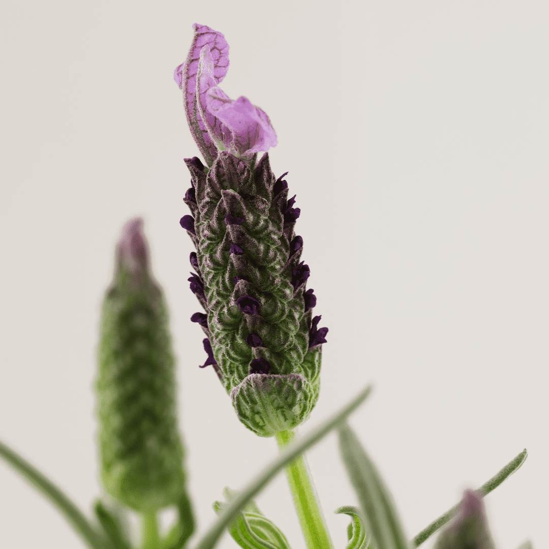 Spray d'ambiance 'Bienfaisante' - 100 ml