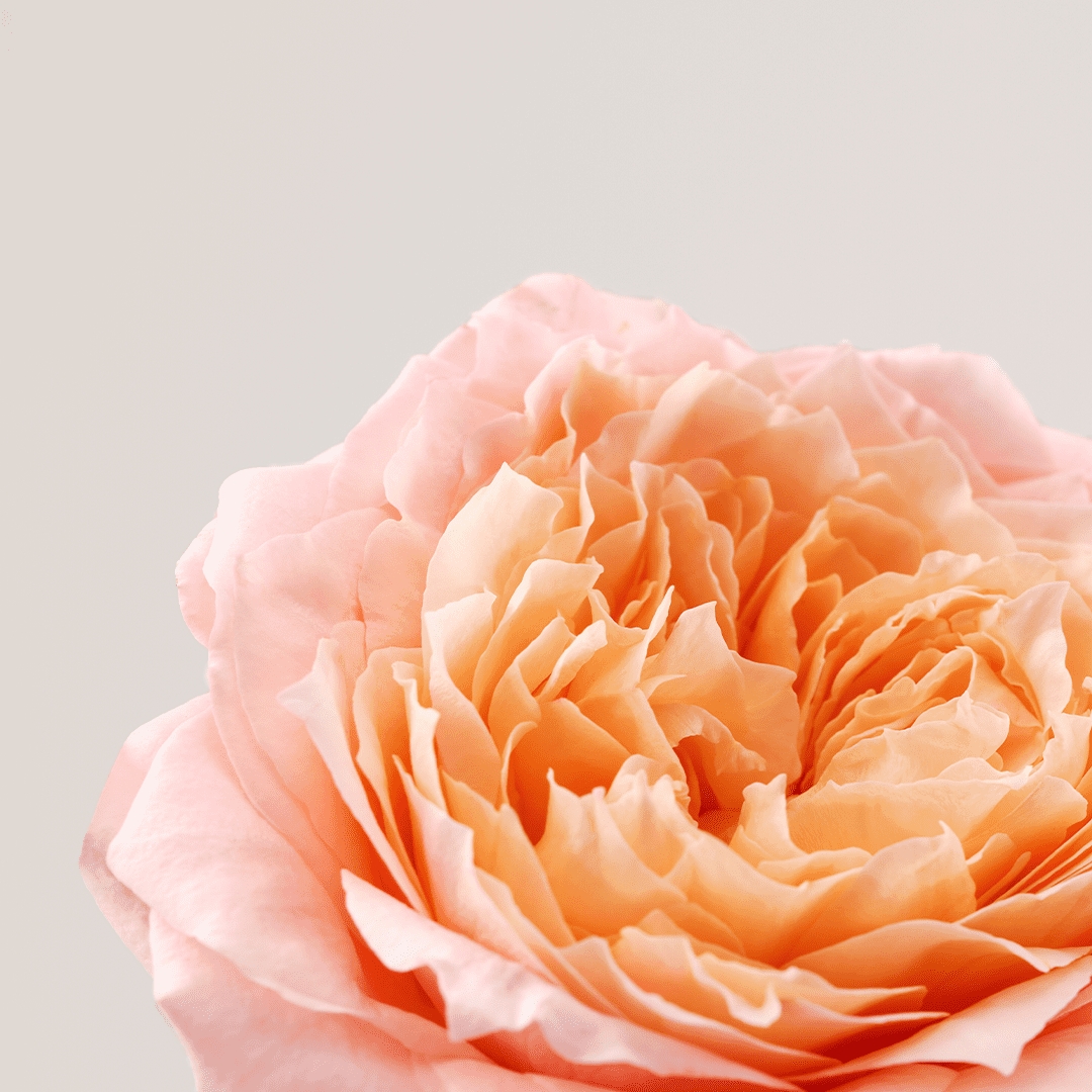 Sérum pour le visage 'Roselift Densité Fermeté' - 30 ml