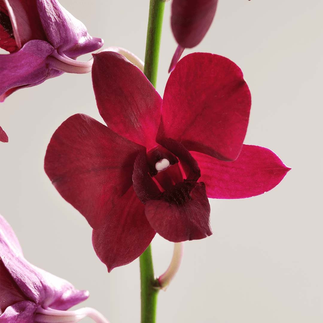 'Suprême Jeunesse Mains' Hand Cream - 50 ml