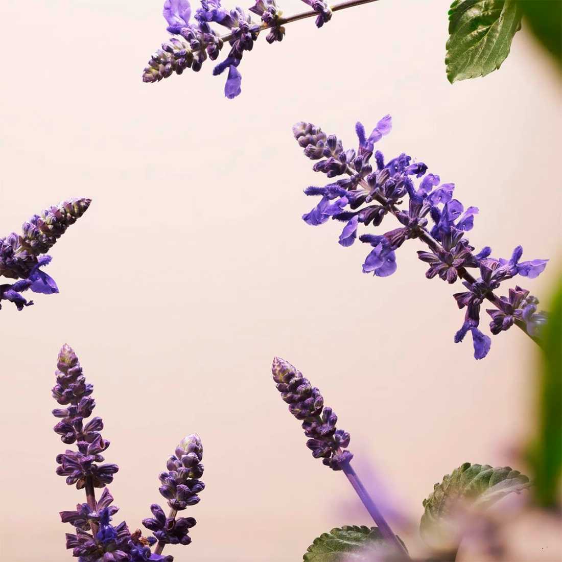 'The Ritual Of Namaste Glow' Anti-Aging Night Cream - 50 ml